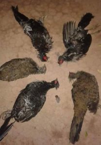 ec06d526 f0d9 4b5e bc2f 61077667d848