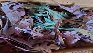 خاتون کے جمع کردہ 8700 ڈالر دیمک چاٹ گئی