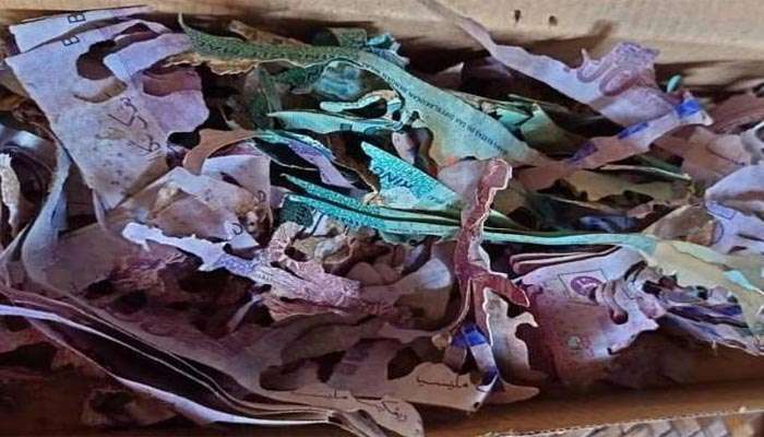 خاتون کے جمع کردہ 8700 ڈالر دیمک چاٹ گئی