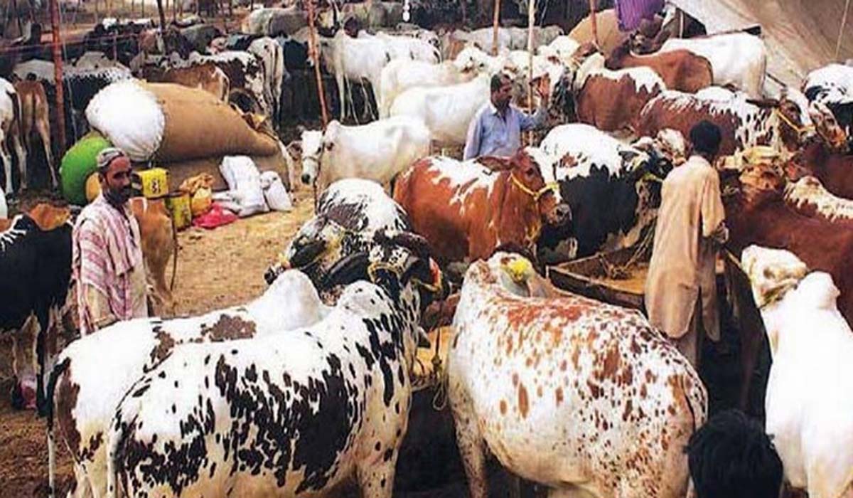 بکرا عید سے قبل کانگو وائرس کا خطرہ