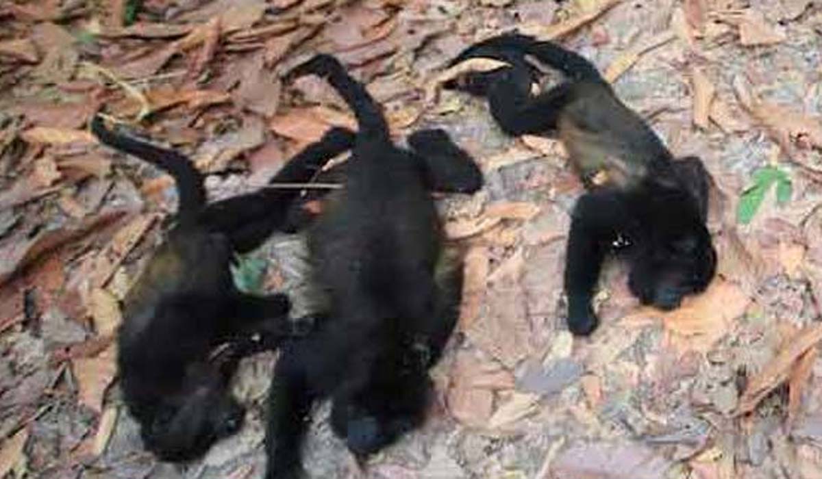 میکسیکو میں شدید گرمی ، درجنوں بندر مر گئے
