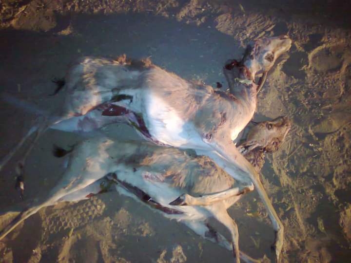 IMG 20240511 WA0394