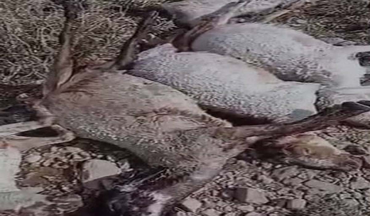 بلوچستان:شدید ژالہ باری کے باعث 100 کے قریب مویشی ہلاک