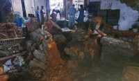 پشاور:500سال پرانے درخت کو کاٹ دیا گیا