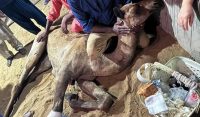اونٹنی کی تکلیف کو پین کِلر سے کنٹرول کیا جارہا ہے