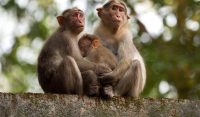 بندروں کی بہادری: 6 سالہ بچی کا ریپ ناکام بنا دیا