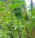 ڈمبرہ یا تمبر کیا ہے؟