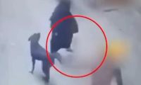 ہندو انتہا پسندوں کا مسلم خاتون پر تشدد، کتا چھوڑدیا