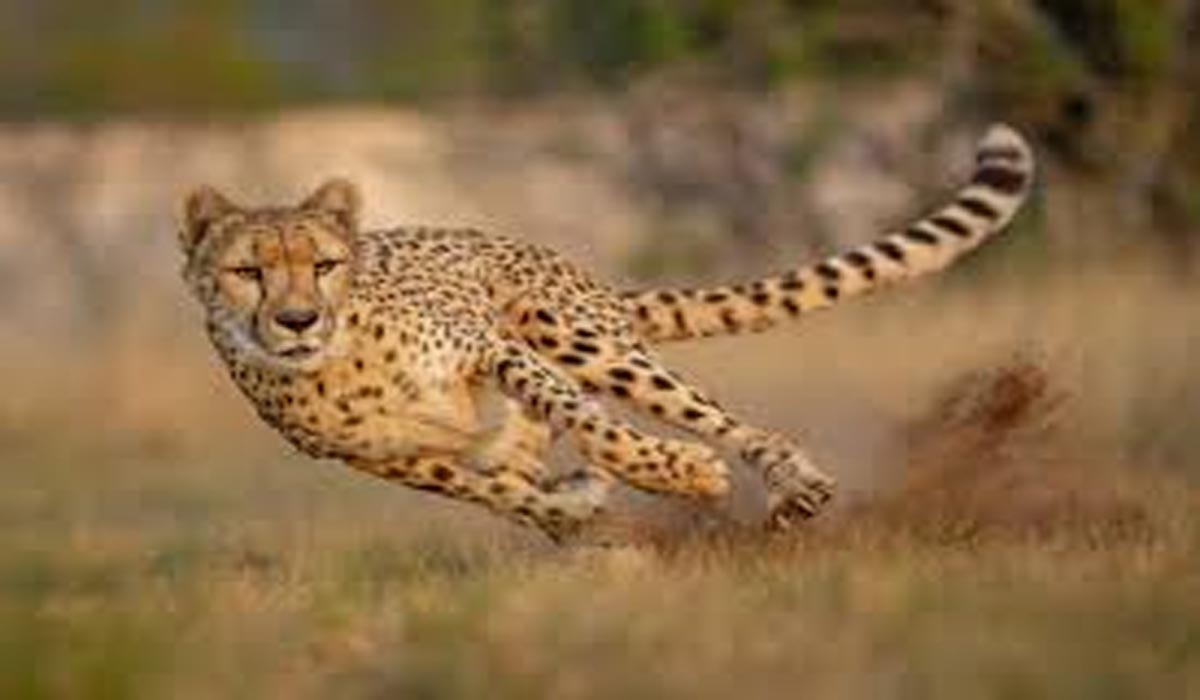 مری میں چیتا خوف کی علامت بن گیا