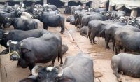 مظفر گڑھ:30 ڈاکو 180 بھینسیں لے فرار