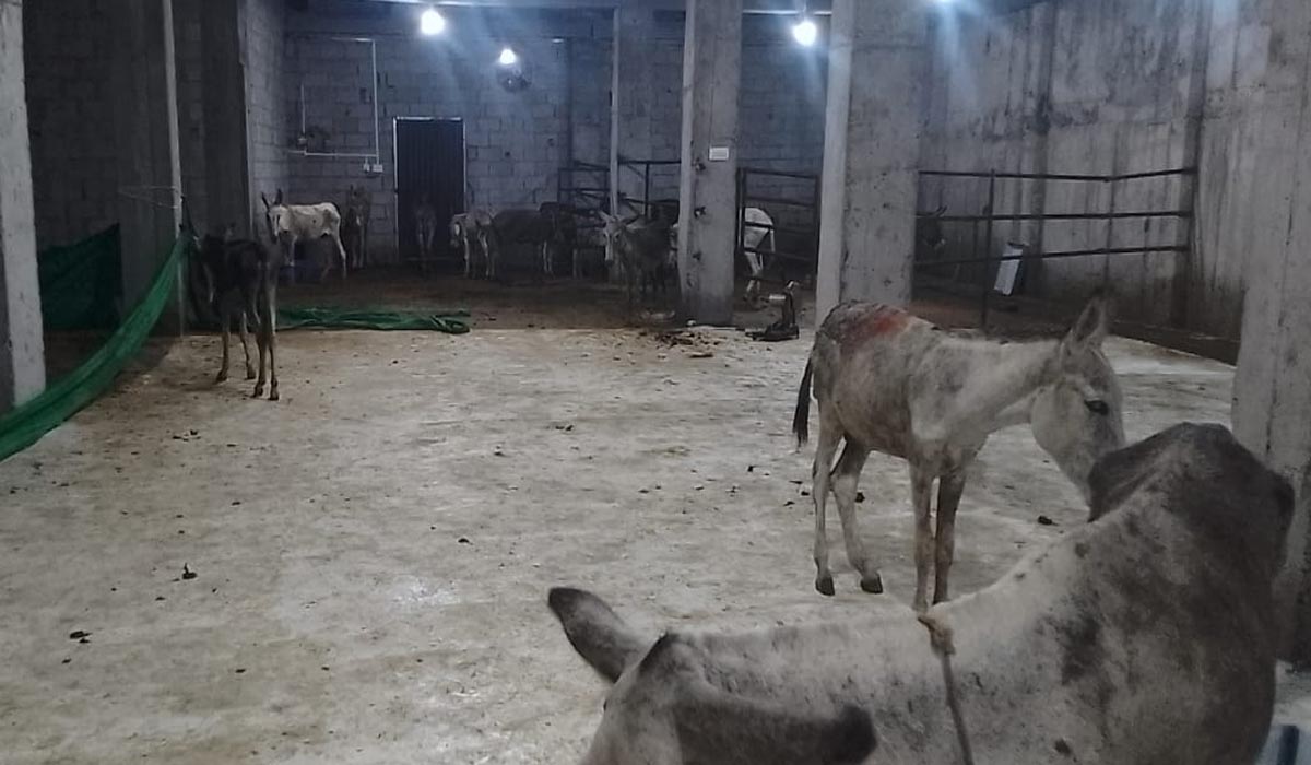 اسلام آباد،گدھے کا گوشت ملنے کے معاملے میں پیشرفت