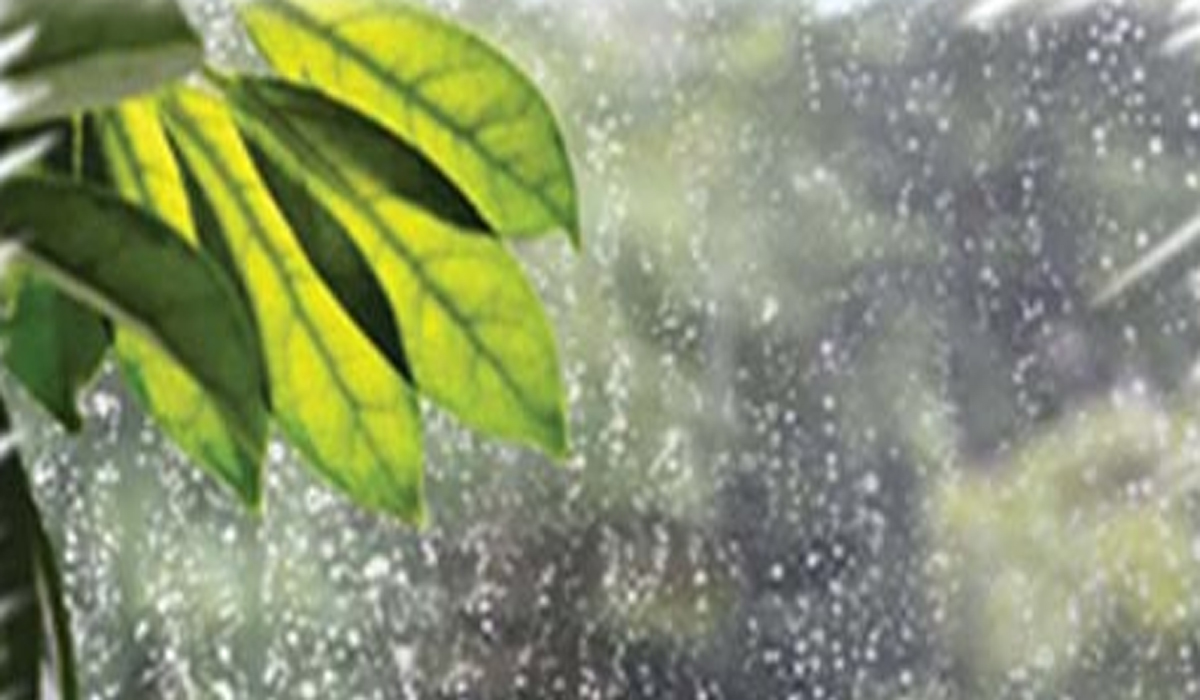 بھادوں کی حیرت انگیز معلومات