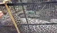 ایبٹ آباد،آبادی میں گھومنے والا تیندوا پکڑ لیاگیا