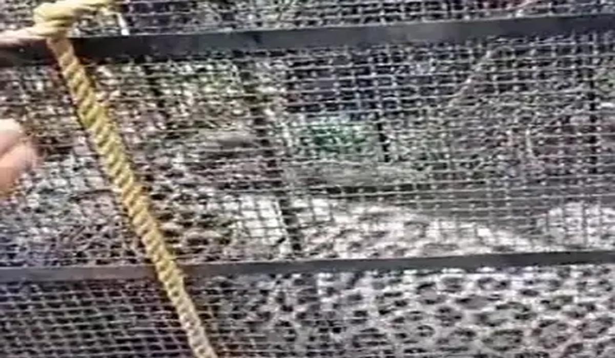 ایبٹ آباد،آبادی میں گھومنے والا تیندوا پکڑ لیاگیا