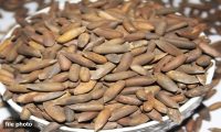  چلغوزے کی قیمت میں ریکارڈ کمی،8ہزار روپے فی کلو سستا