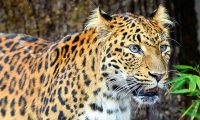 گاؤں نملی میرا میں تیندوے کی آمد، علاقے میں خوف و ہراس